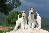 FOX TERRIER 600